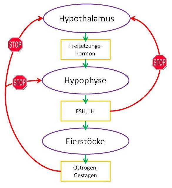 Wie wirken hormonelle Verhütungsmittel?