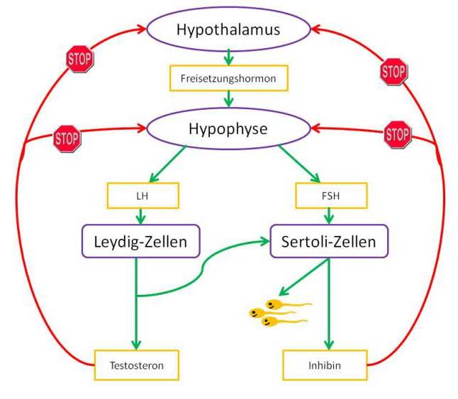 Der Mann und die Hormone