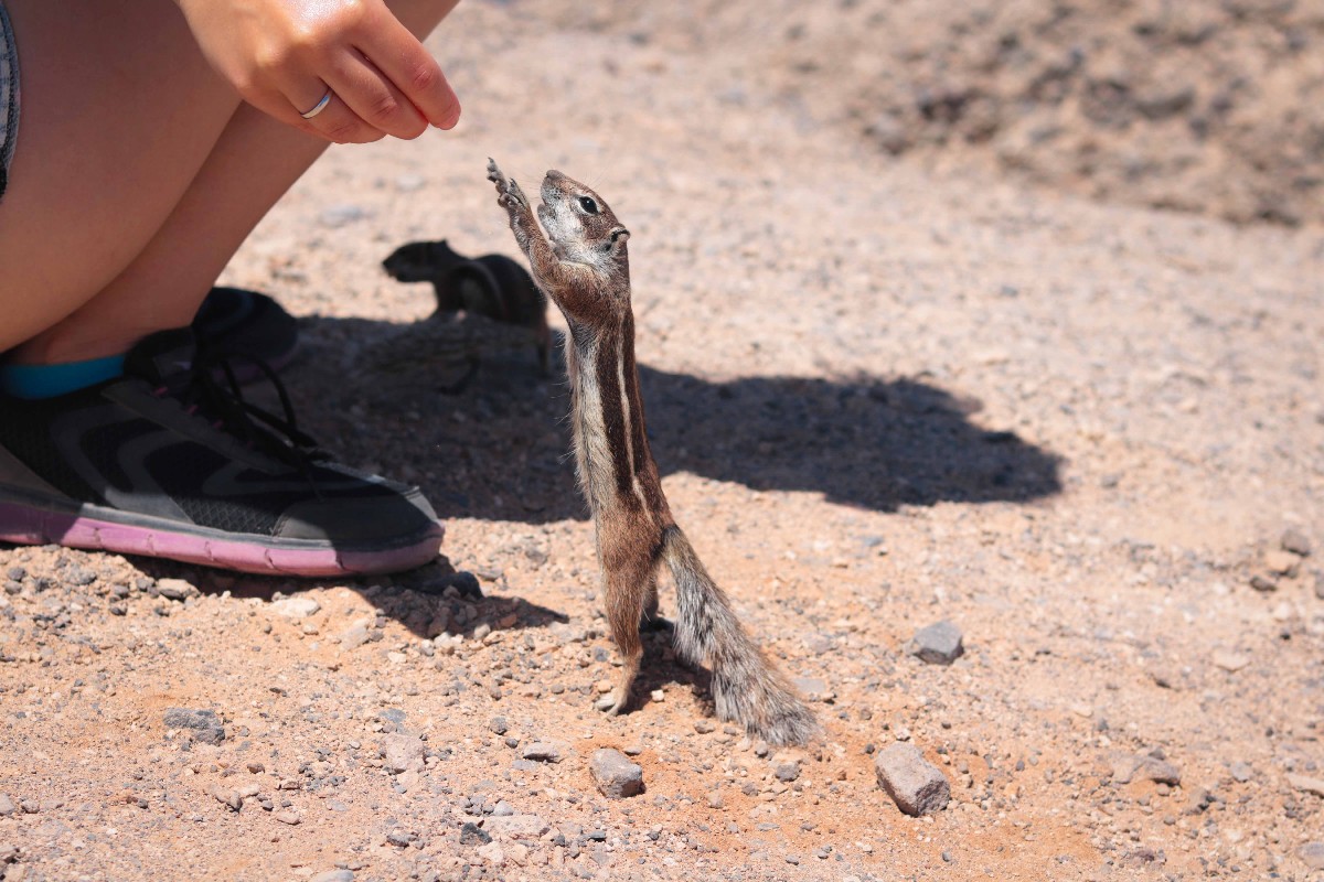 Fuerteventura Tipps, Fuerteventura Ausflüge, Fuerteventura schönste Strände, Fuerteventura Lajares, Fuerteventura Corralejo, Fuerteventura El Cotillo, Fuerteventura wandern, Fuerteventura Rundreise, Fuerteventura Lagune