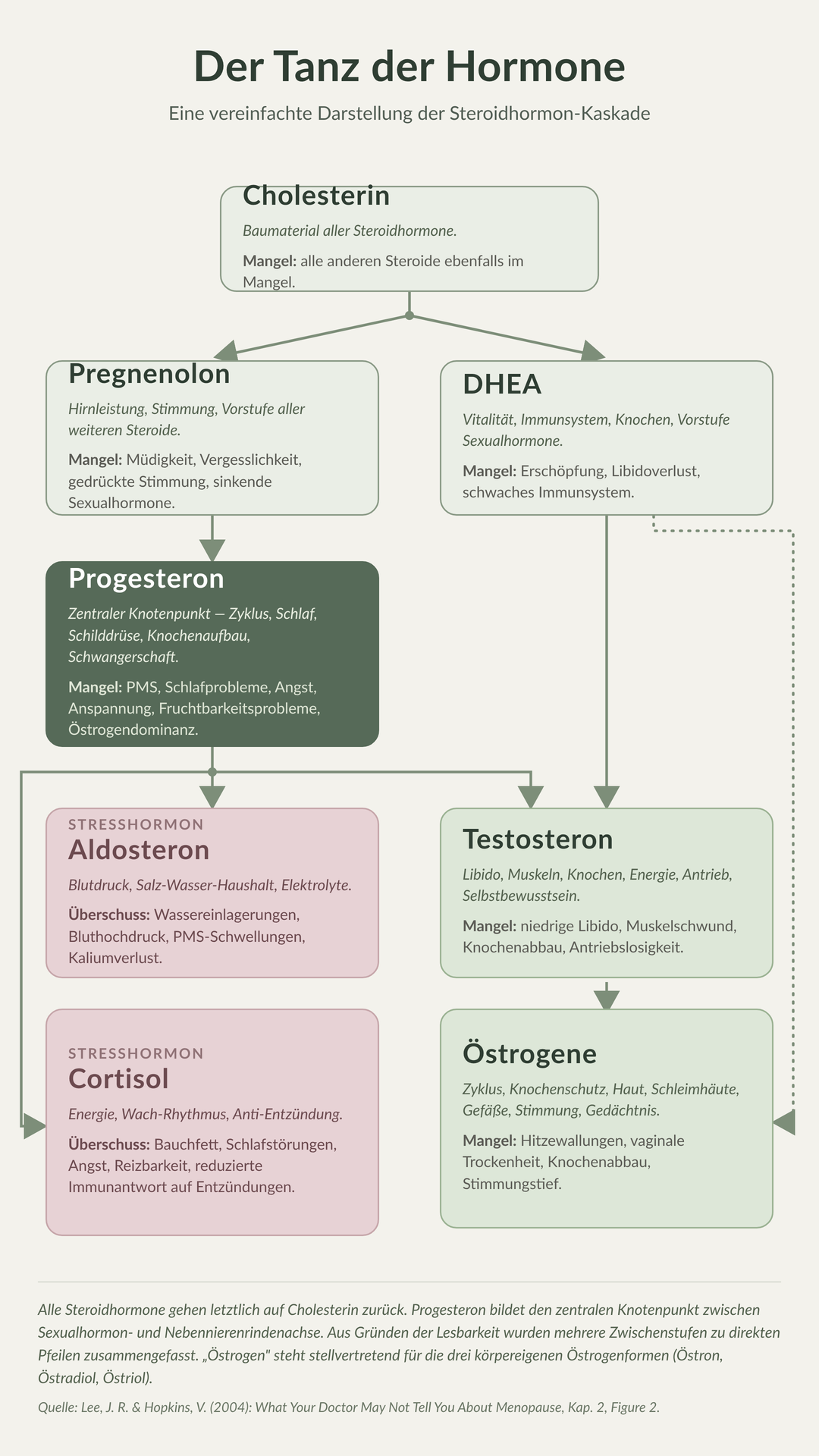 Infografik „Der Tanz der Hormone