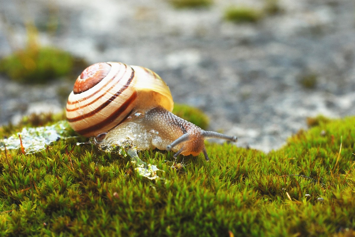 Die Billings- und Kalendermethode