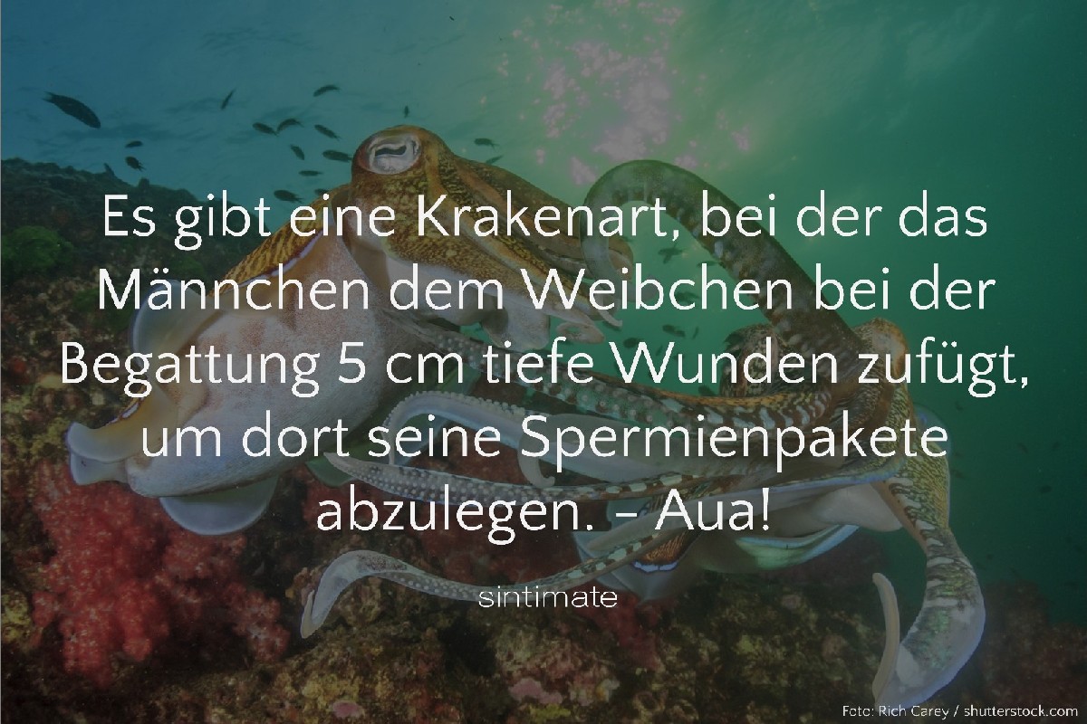 Sex Schmerzen, Sex Wunde, Sex Kraken, Sex Fakten