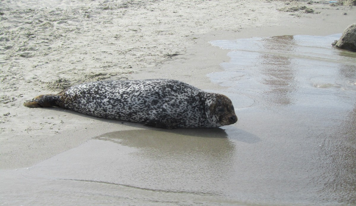 echte Freundschaft, echte Freunde, wahre Freunde, wahre Freundschaft, Gedanken zur Freundschaft, gute Freunde, beste Freunde, Ostsee, Strand, Ostsee Strand, Warnemünde