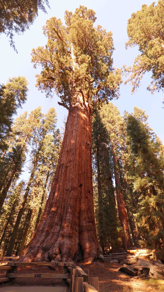 Kalifornien Rundreise, Rundreise planen, Kalifornien Rundreise planen, USA Westen Route, Kalifornien Rundreise Route, Kalifornien Tipps, Kalifornien Rundreise Tipps, Kalifornien Nationalparks, Death Valley Tipps, USA Westküste Rundreise, USA Rundreise, Amerika Rundreise, USA Tanken, Westküste, Kalifornien gefährliche Tiere, USA Nationalparks, Sherman Tree