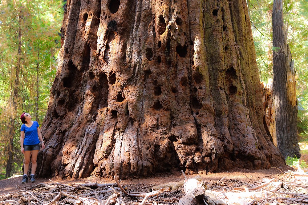 Kalifornien Rundreise, Rundreise planen, Kalifornien Rundreise planen, USA Westen Route, Kalifornien Rundreise Route, Kalifornien Tipps, Kalifornien Rundreise Tipps, Kalifornien Nationalparks, Death Valley Tipps, USA Westküste Rundreise, USA Rundreise, Amerika Rundreise, USA Tanken, Westküste, Kalifornien gefährliche Tiere, USA Nationalparks, Big Trees Trail