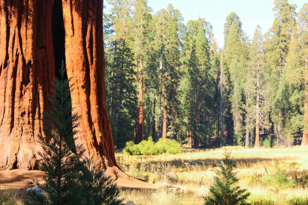 Kalifornien Rundreise, Rundreise planen, Kalifornien Rundreise planen, USA Westen Route, Kalifornien Rundreise Route, Kalifornien Tipps, Kalifornien Rundreise Tipps, Kalifornien Nationalparks, Death Valley Tipps, USA Westküste Rundreise, USA Rundreise, Amerika Rundreise, USA Tanken, Westküste, Kalifornien gefährliche Tiere, USA Nationalparks, Big Trees Trail