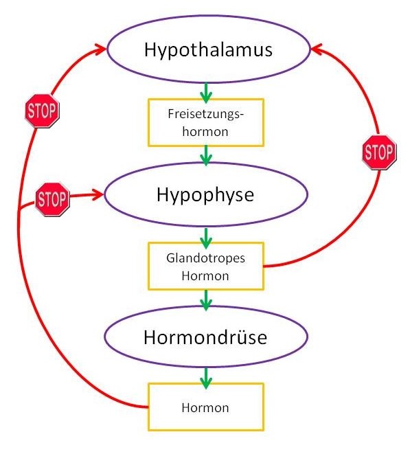 Verhütung Grundlagen, Hormone Wirkung, hormonelle Verhütung Wirkung, Hormone Schema