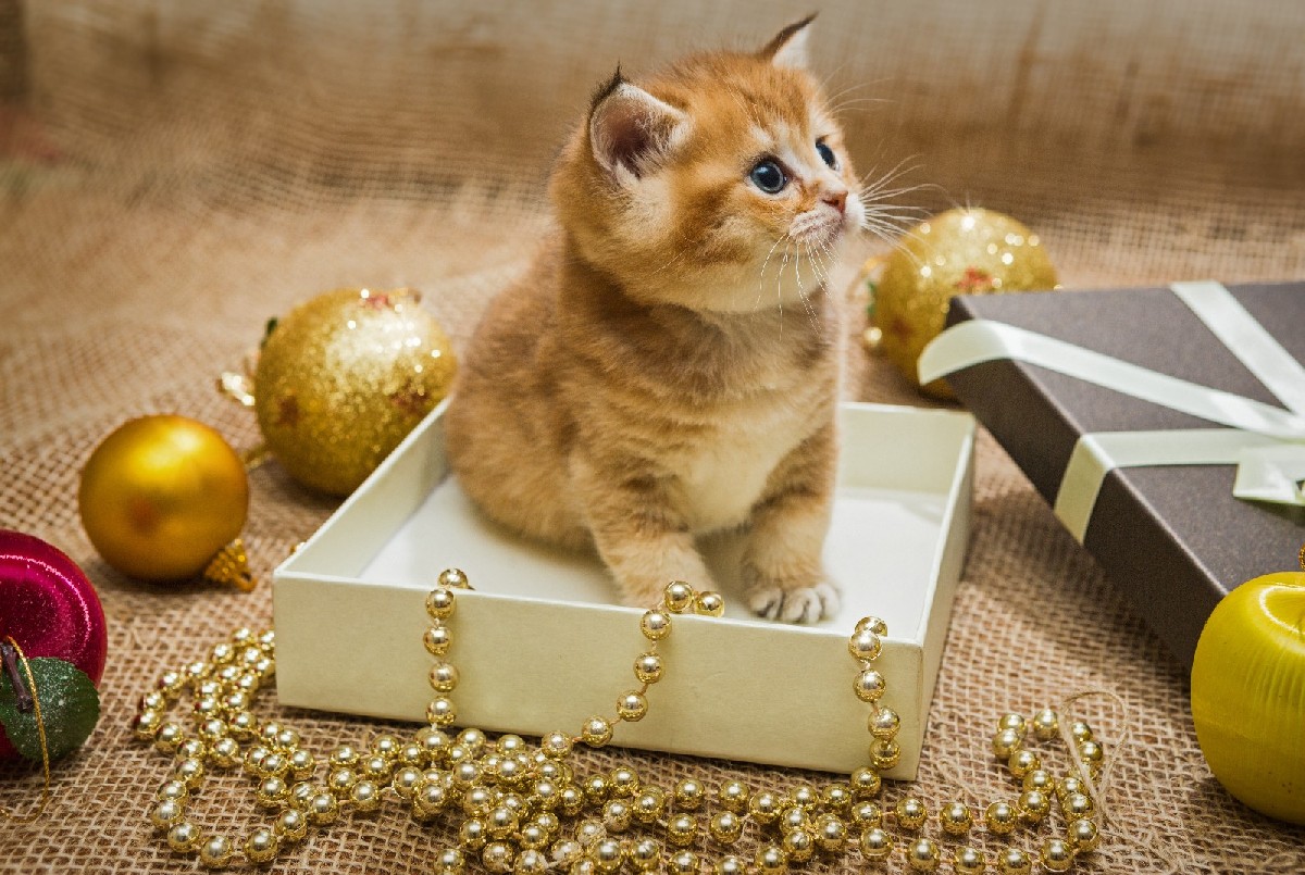 Weihnachten, Geschenke, Weihnachtsgrüße, Weihnachtsgeschenke, Weihnachtskarte, Weihnachten Katze, Geschenk Katze