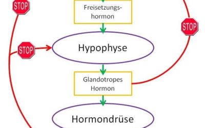 Wie funktionieren Hormone?